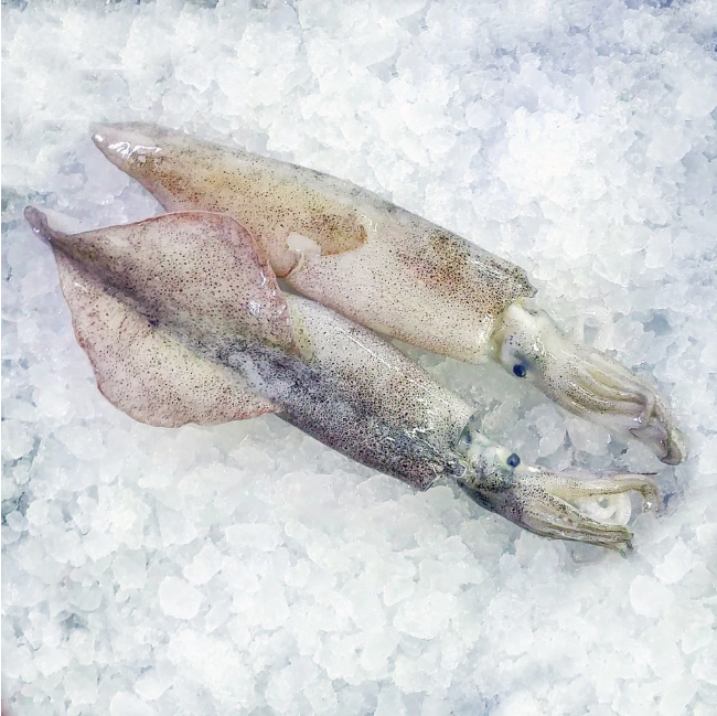 Frozen Whole Squid FISHING