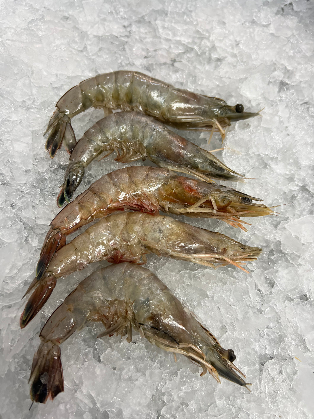 White Shrimp, Head-on 13/15 count (1lb)