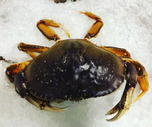Load image into Gallery viewer, Live Washington Dungeness Crab