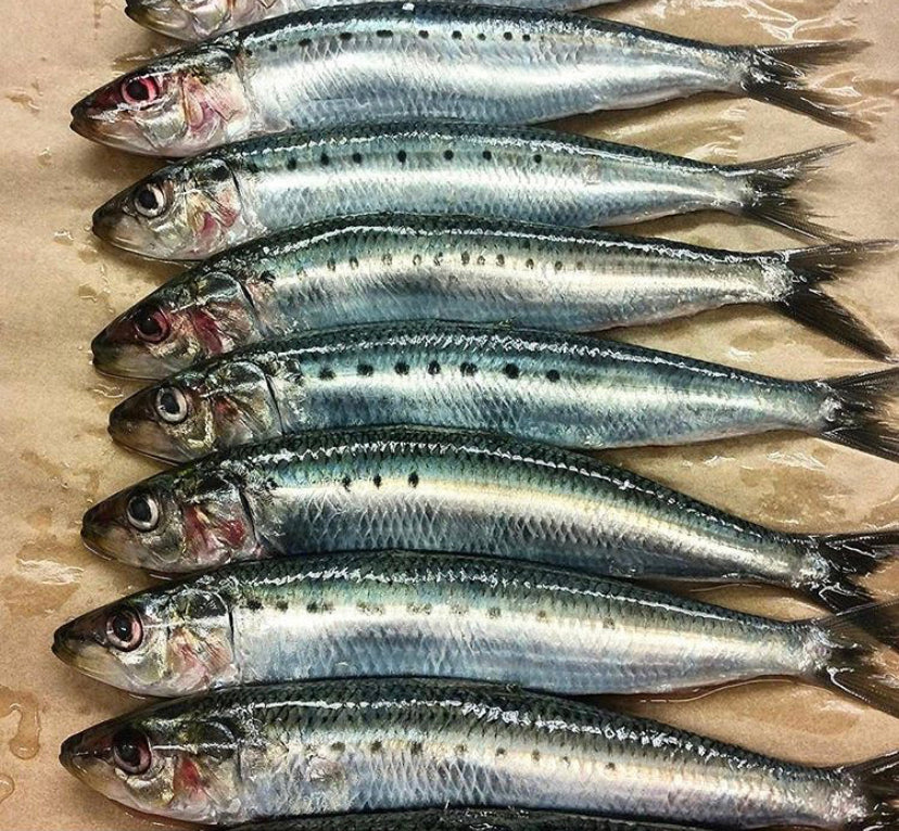 Monterey IQF Sardines (1lb)