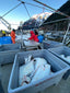 *Fresh, not frozen* Pacific Halibut Fillet - 1# fillet cut per order