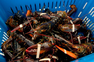 Maine Lobster (1.25#er)